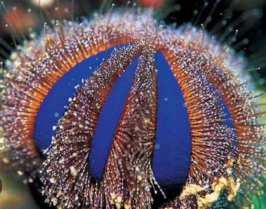 Live 7/23/26 Royal Urchin