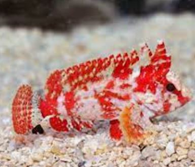 Live 6/4/26 Pygmy Red Waspfish