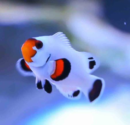 Live 6/4/26 Wyoming White Clownfish