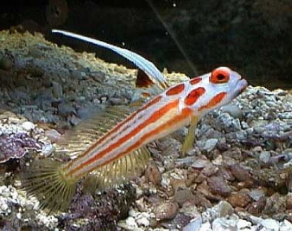 Yasa Hashe Goby