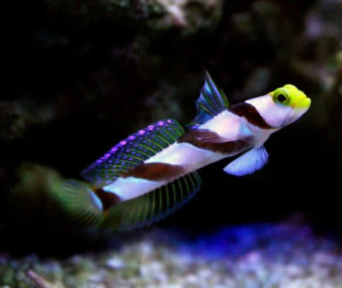 Yellow Rose Antenna Goby