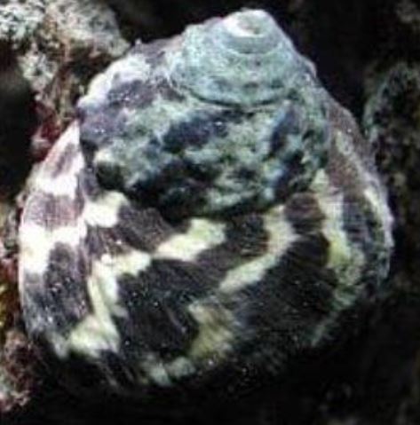 Live 6/4/26 Zebra Stripe Turbo Snail