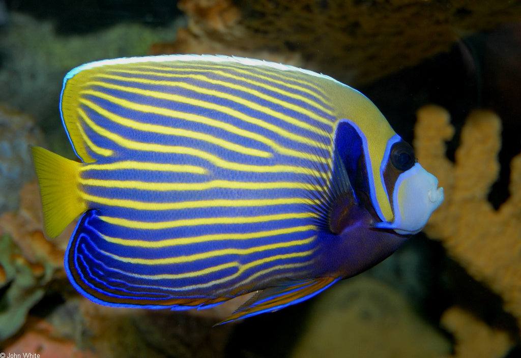 Imperator Adult Angel :: Eastern Asia
