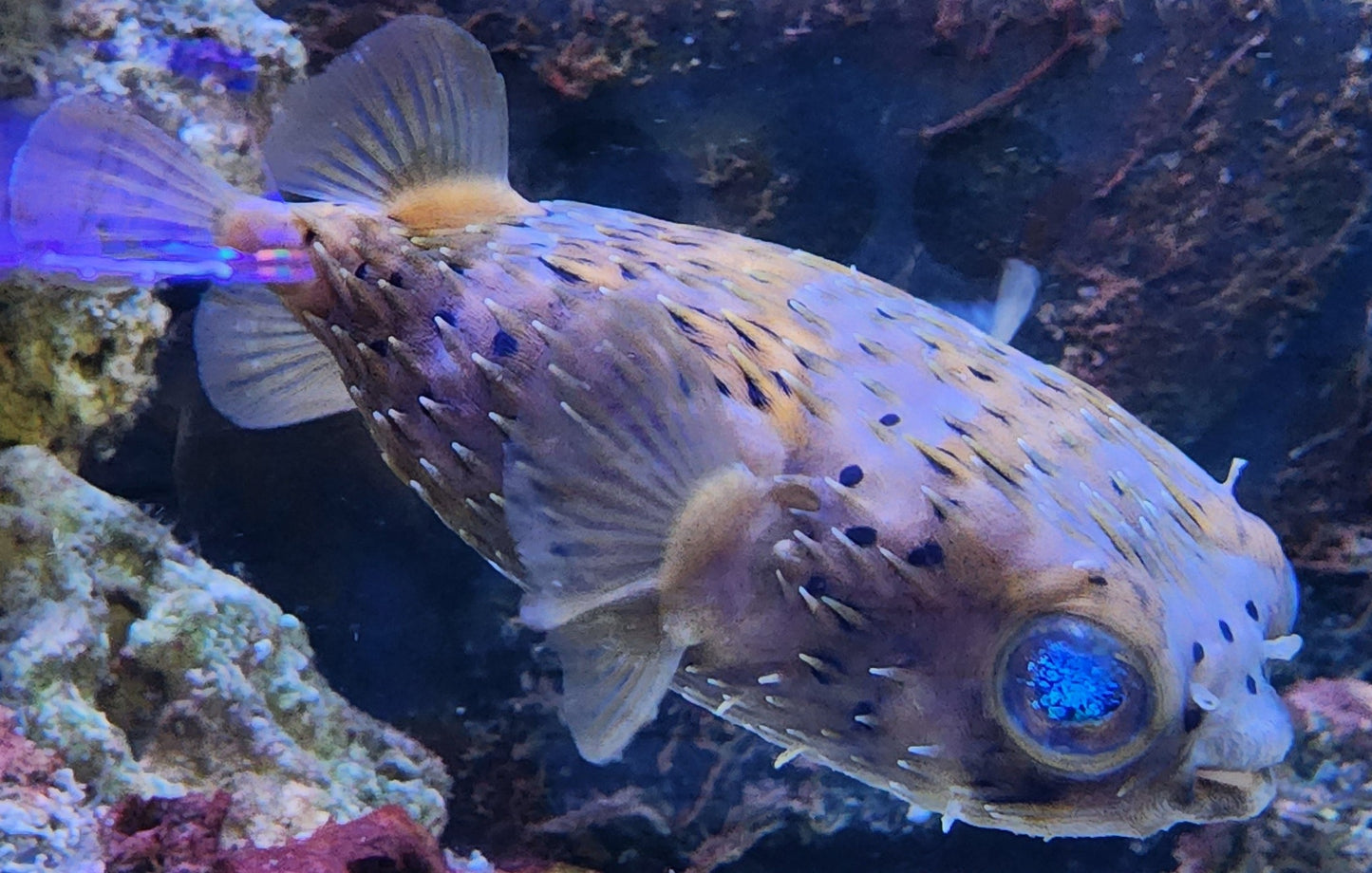 Longspined Porcupine Puffer :: East Americas