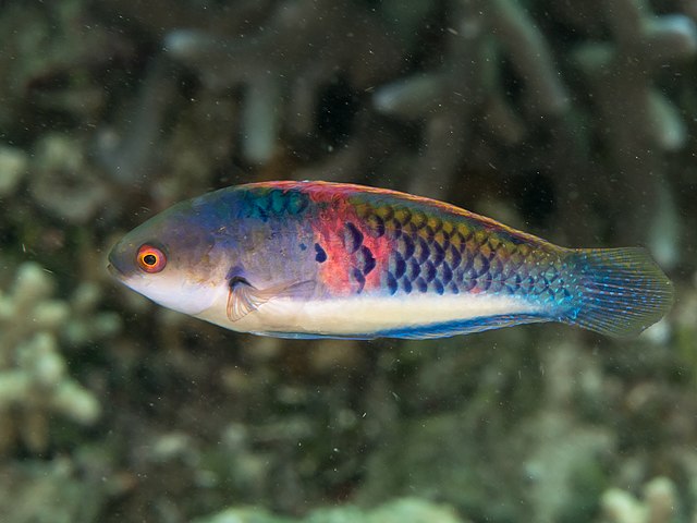 Blueside Fairy Wrasse