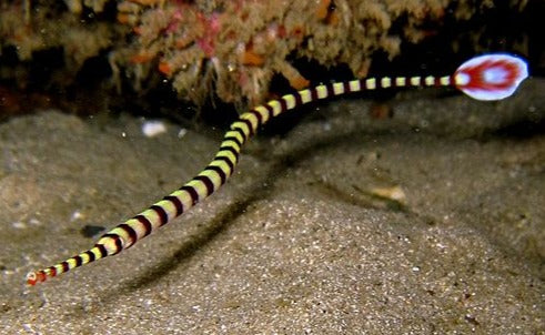 Banded Pipefish