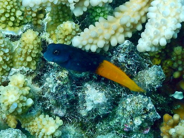 Bicolor Blenny