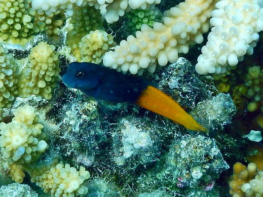 Bicolor Blenny