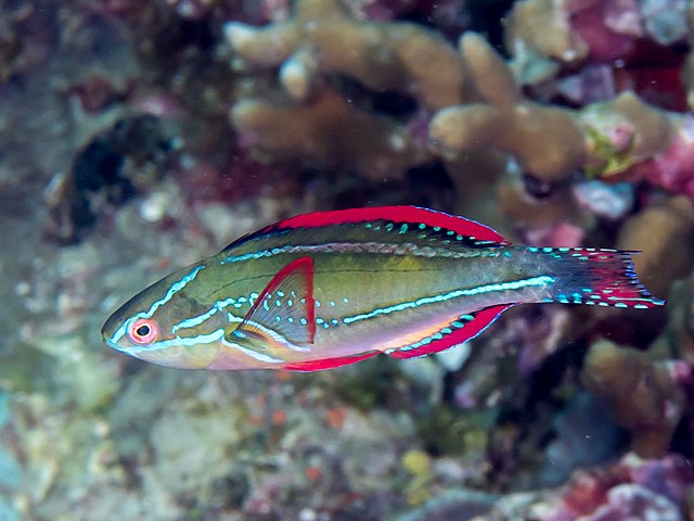 Exquisite Male Wrasse