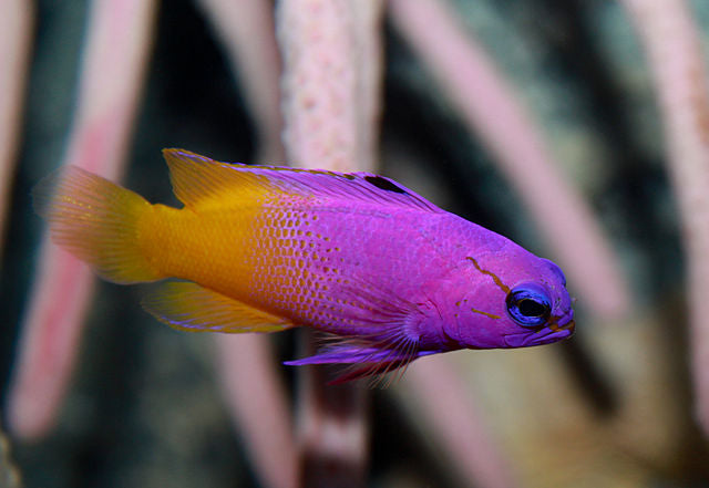 Royal Gramma Basslet