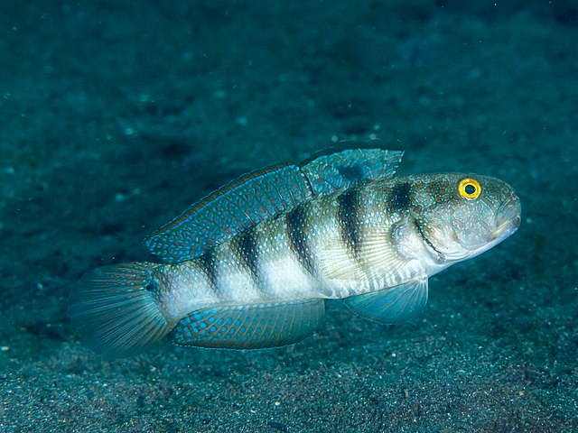 Sphynx Sand-Sifting Goby