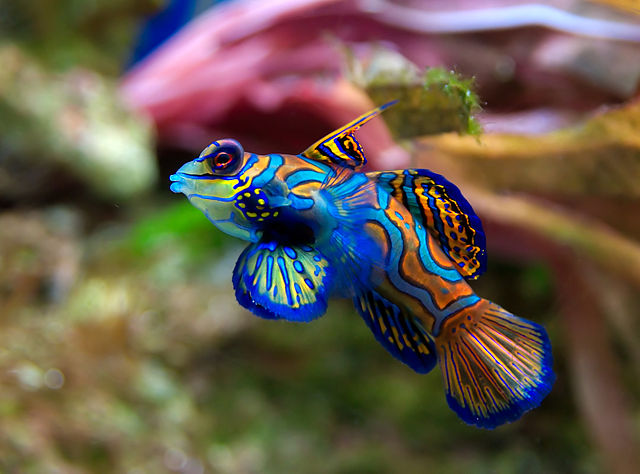 Mandarin Green Dragonet
