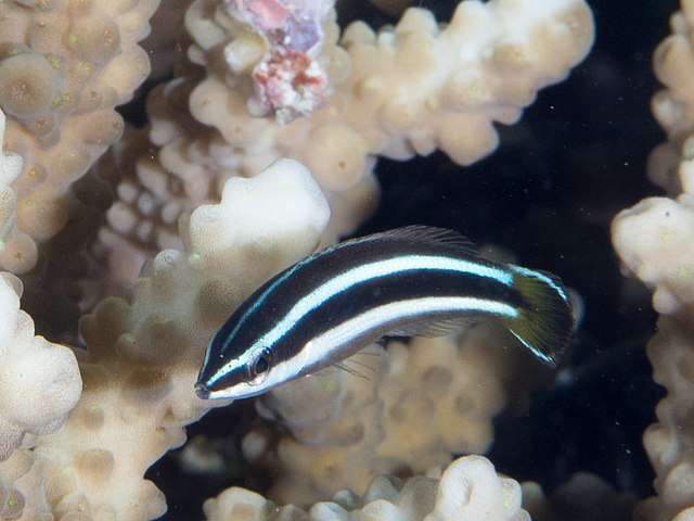 Julii Cleaner Wrasse