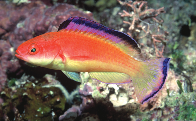 Hooded Fairy Wrasse