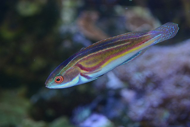 Laboute's Fairy Male Wrasse