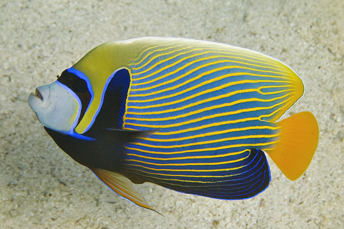 Imperator Adult Angel :: Eastern Asia