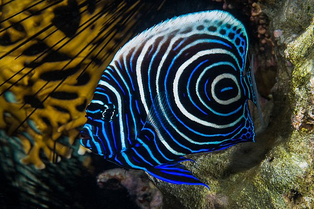 Imperator Juvenile Angel :: Eastern Asia