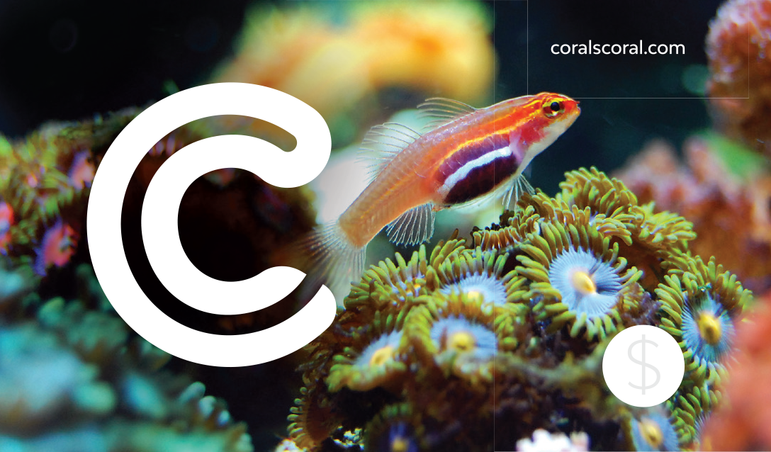 Gift Card - Coral's Coral - Coral's Coral Gift Cards