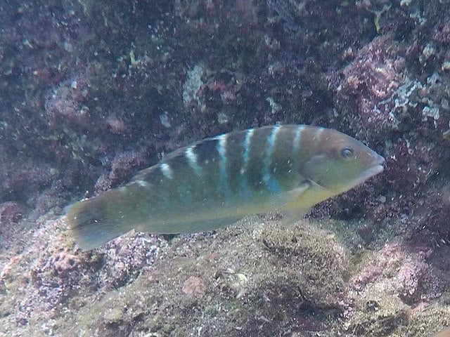 Banded Wrasse