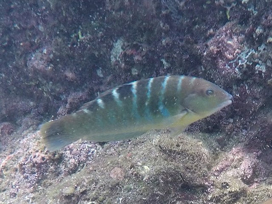 Banded Wrasse