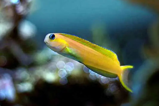 6/25/26 Midas Blenny