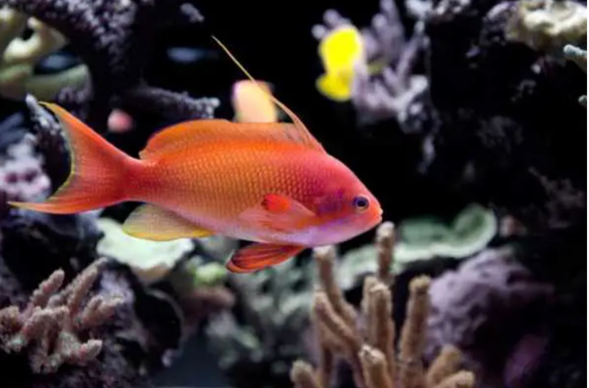 MAC Certified Orange Lyretail Female Anthias
