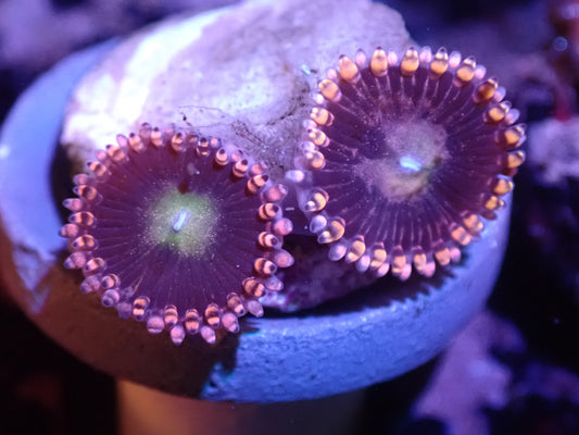 A4 Moonbeam Zoas LIVE 4/15