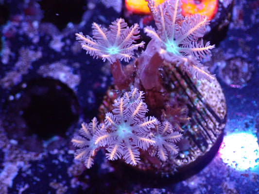 D4 Clove Polyps LIVE 4/15