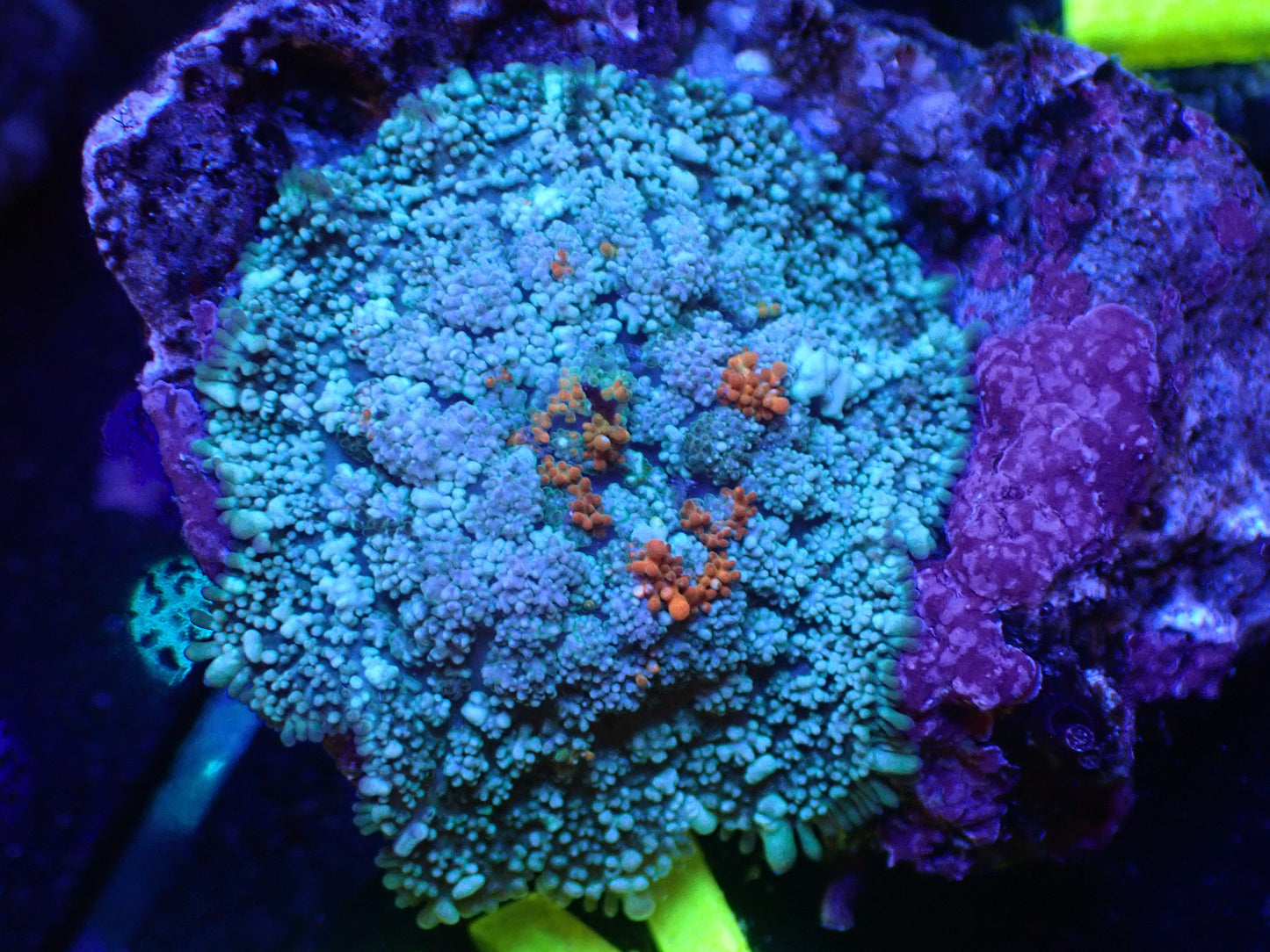 K2 JRA Orange Spot Rhodactis LIVE 4/15