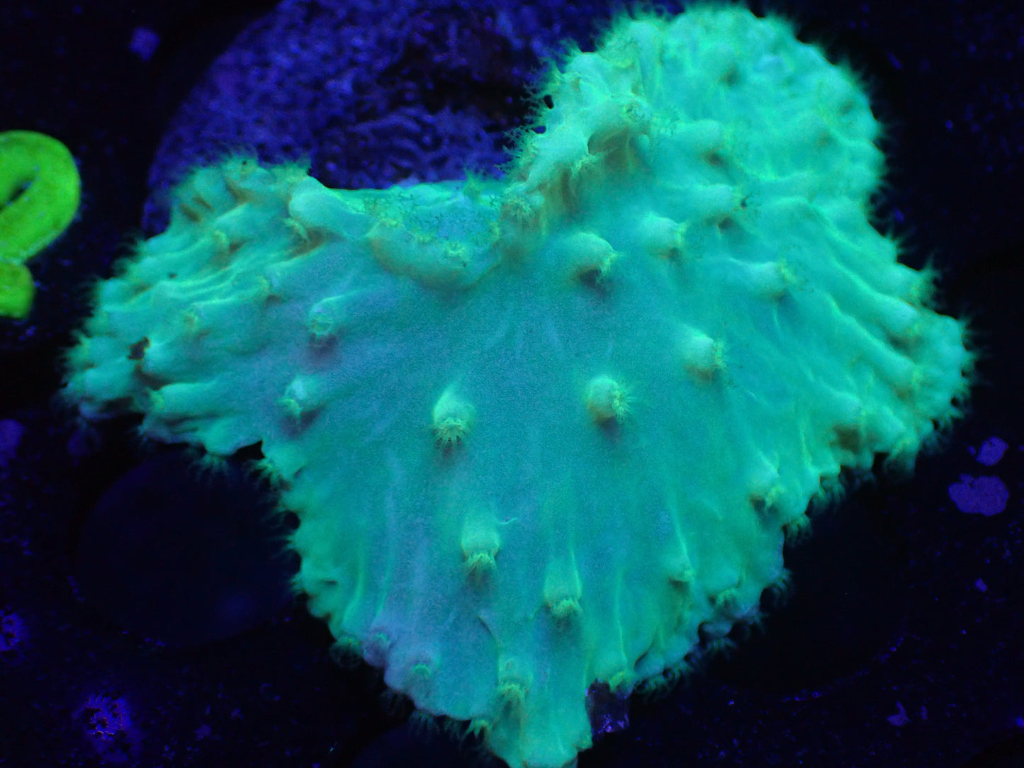 L2 JRA Green Cabbage Coral LIVE 4/15