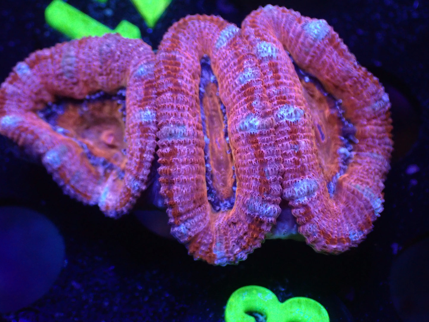 L3 JRA Pink/Red/Blue Acan LIVE 4/15