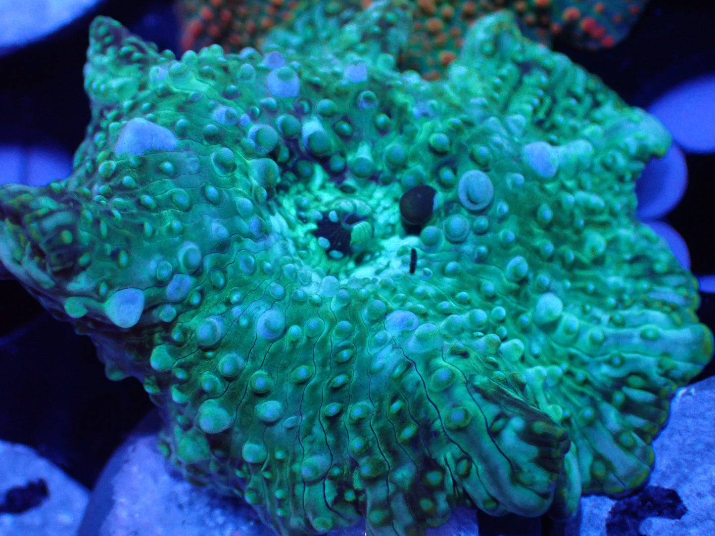 S1 Sticks Light Green Mushroom 2P LIVE 4/15