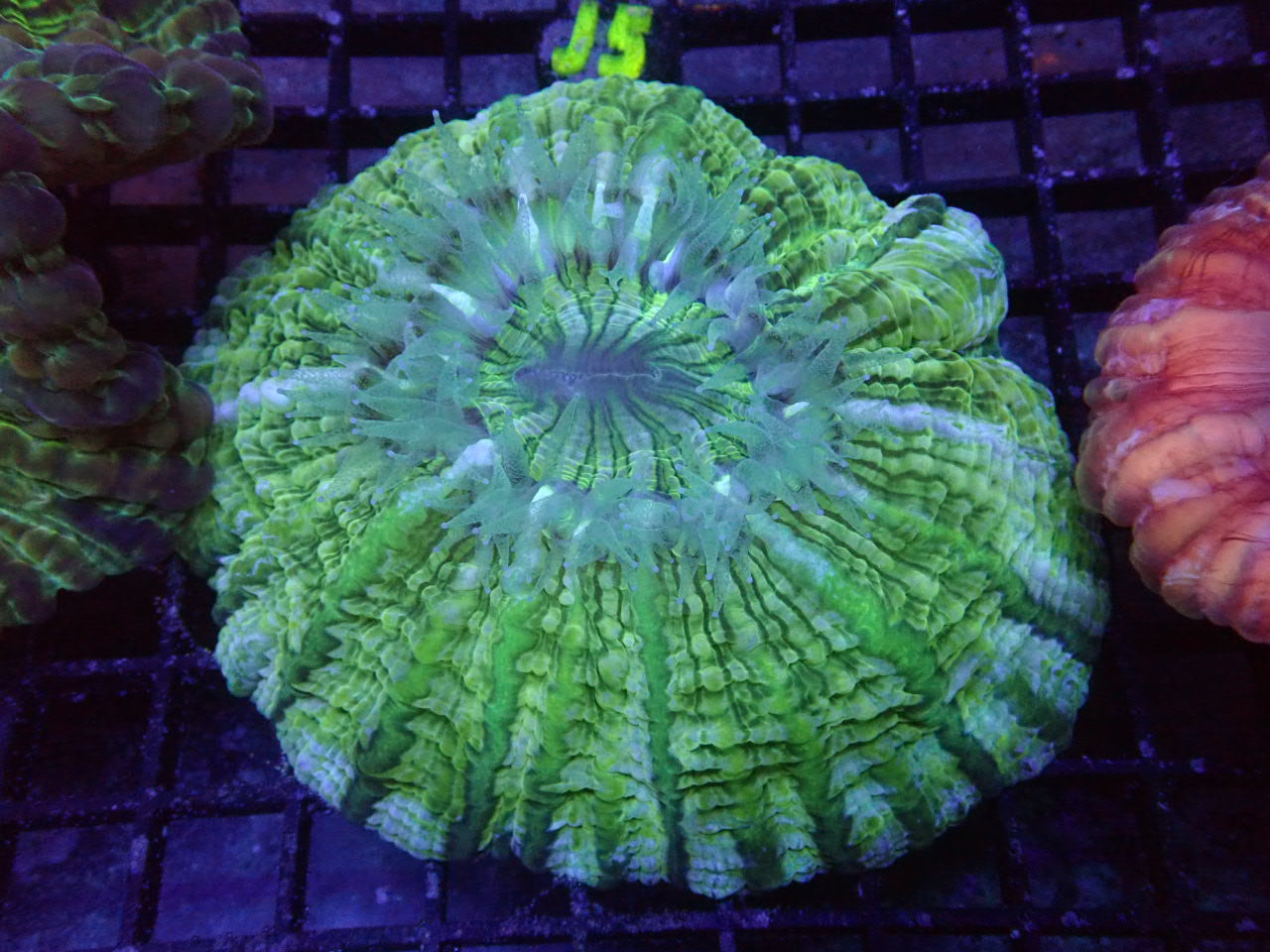 Yellow, Green, and Blue Indophyllia -Halloween Sale - Coral's Coral