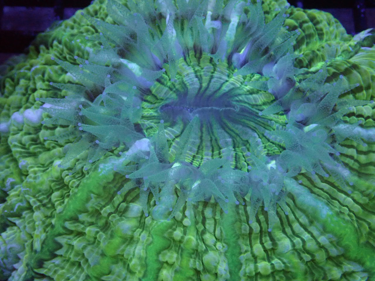 Yellow, Green, and Blue Indophyllia -Halloween Sale - Coral's Coral
