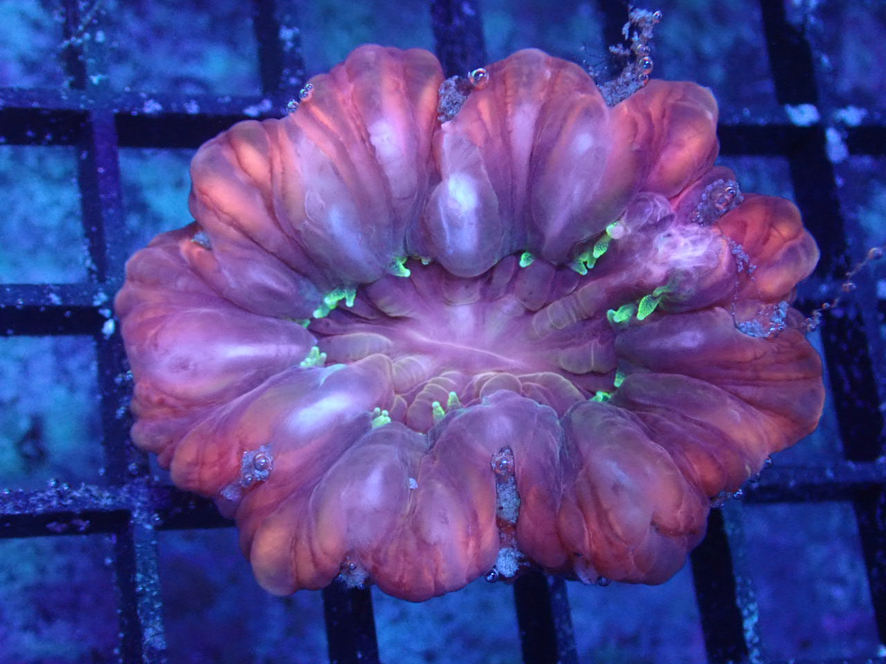 Pink and Purple with Green Tentacles Cynarina - Halloween Sale - Coral's Coral