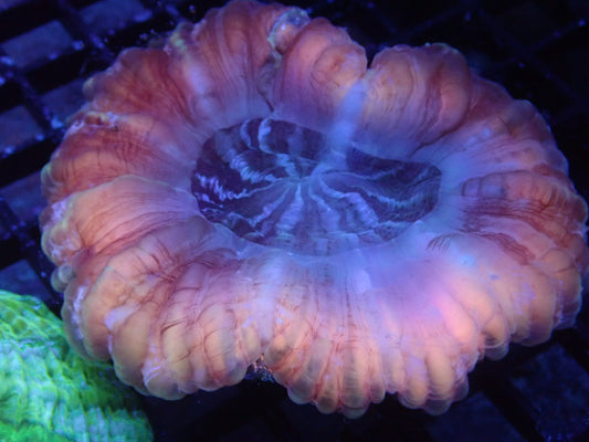 Peach and Purple Cynarina - Halloween Sale - Coral's Coral