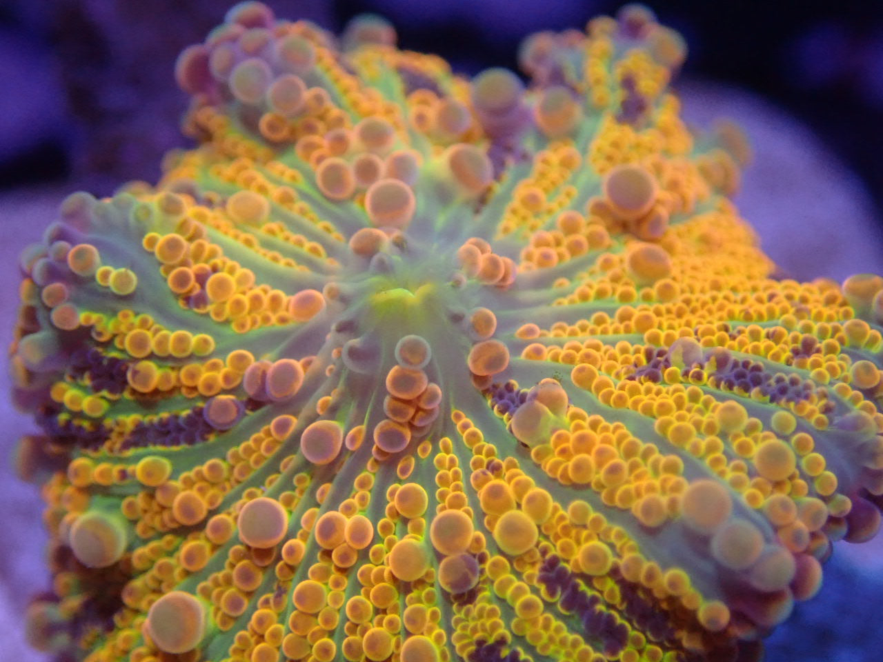 Yellow Rainbow Ricordea Yuma Mushroom - Coral's Coral