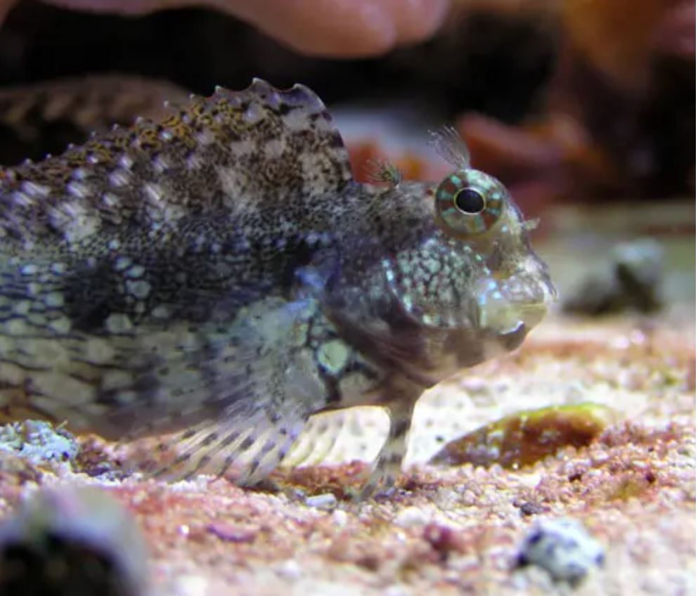 Live 6/4/26 Lawnmower Blenny