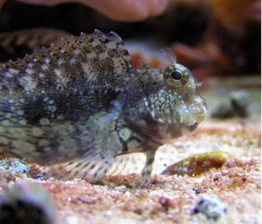 Live 7/23/26 Lawnmower Blenny