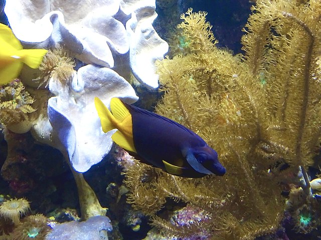 Bicolor Foxface Rabbitfish