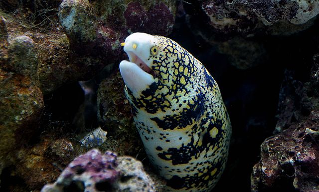 Starry Snowflake Eel