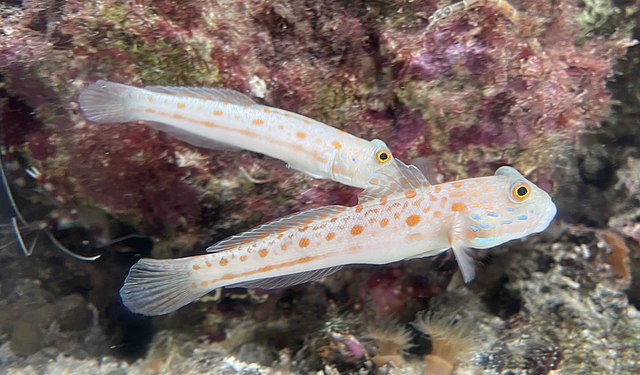 Watchman Diamond Goby
