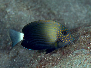 Black-Eared Tang