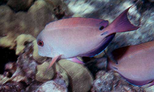 Lavender Tang