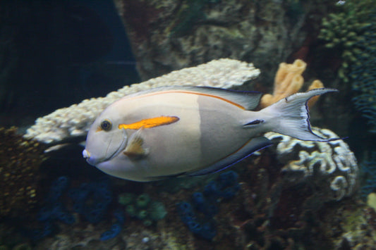 Orange Shoulder Adult Tang :: Central Pacific