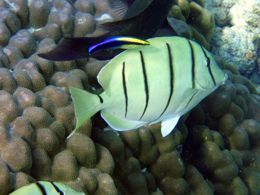 Convict Tang MAC Certified