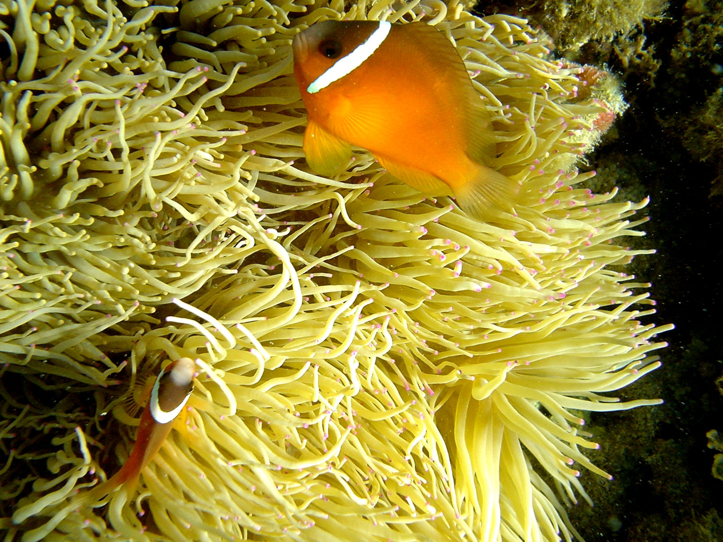 Barberi Tomato Clownfish MAC Certified