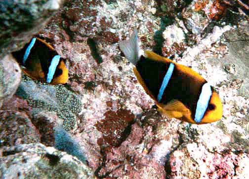 Blue Stripe Clownfish MAC Certified