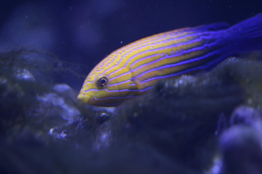 Candycane Femininus Wrasse