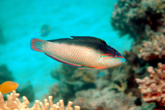 Pearl / China Wrasse